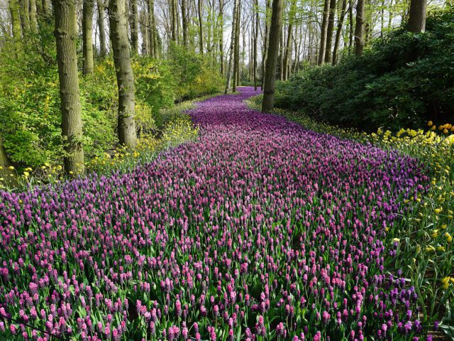 De magie van het buitenleven in de eigen tuin